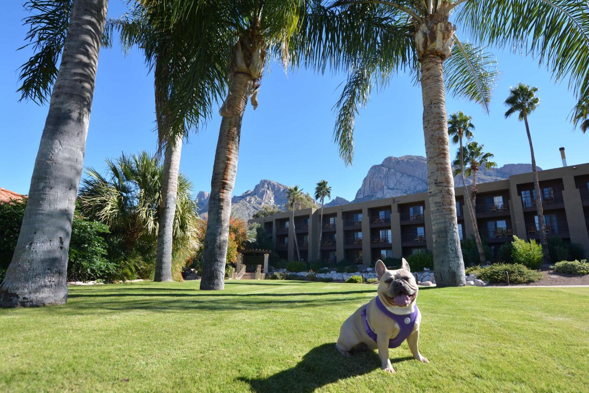 El Conquistador Tucson, A Hilton Resort Oro Valley Eksteriør bilde